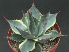 AGAVE PARRASANA ‘SEA STAR’  H: 15 cm  D: 22 cm
