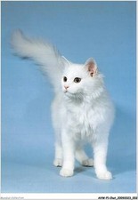 AHWP1-0002 - CHAT - angora turc