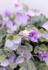 Bague solitaire en or blanc