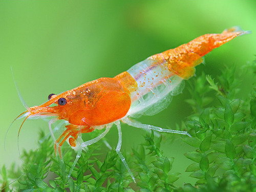 Lot crevettes orange - lot,