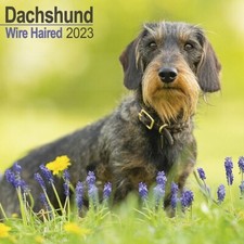 Calendrier 2023 teckel poil - calendrier,
