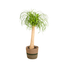 Tronc beaucarnea recurvata - tronc,