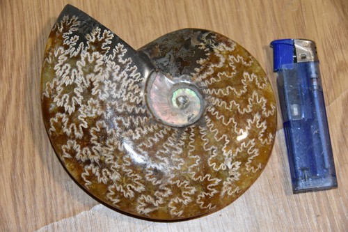 Rare grande ammonite - rare,