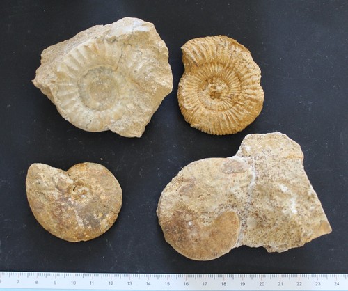 Ammonites fossiles jurassique - ammonites,