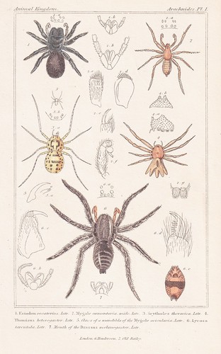 Mygale araignées lithographie - mygale,