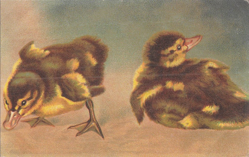 Illustree poussins 70869 - cp,