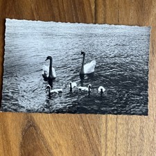 Postcard Cpa - Annecy - Cygnes