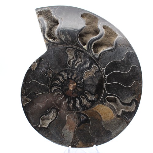 Ammonite fossile décorative - ammonite,