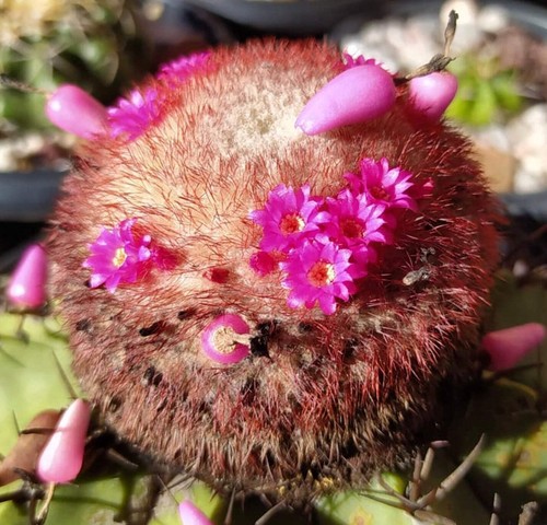 Melocactus seabrasensis hu214 - melocactus,