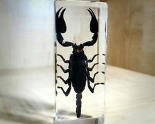 LARGE Black Scorpion in Resin