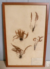 ancienne planche  herbier