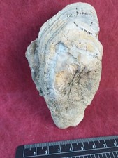Ostrea Crassissima, Huitre