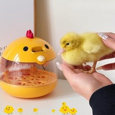 Oeufs Incubateur Poulet