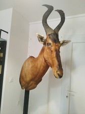 taxiermie de bubale roux empaillé ancien cabinet de curiosité animaux décors 