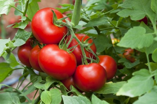 Graines tomate merveille - de,