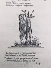 Grimpereau Gobemouche