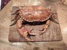 Taxidermie Cabinet Curiosités Crabe Freak