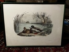 Tableau Canards Édouard Traviès