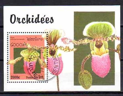 Fleurs orchidées laos - -, (143)