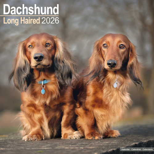 Calendrier 2026 teckel poil - calendrier,