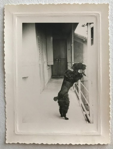 Photo ancienne vintage - photo,