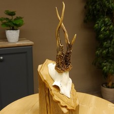 Bois De Cerf Corail Trophée