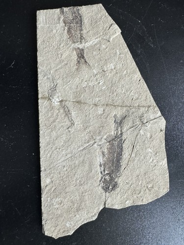 Fossil poisson lycoptera - fossil,