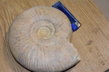 Grande  ammonite Bigotites