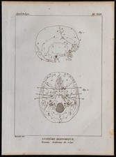 1825 - Extérieur du crâne