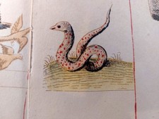 Medieval Zodiac Astrology
