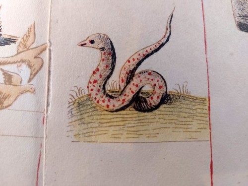 Medieval zodiac astrology - zodiac,