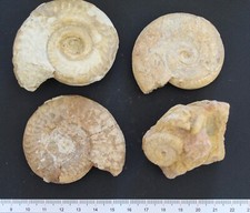 Ammonites fossiles Toarcien