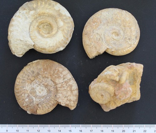 Ammonites fossiles toarcien - ammonites,