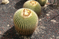 8 graines de Coussin de