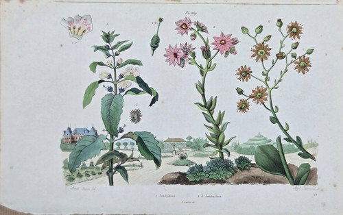 Gravure aquarellée xixe - xixe,