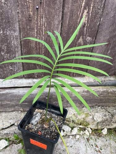 Cycas silver thai - cycas, sp.