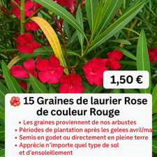 ?15 Graines de Laurier Rose "Rouge"?
