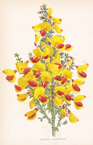 Genista andreana normandy - genista,
