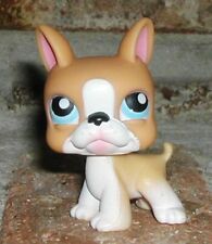 Littlest Pet Shop VHTF RARE GOLD white BOSTON Terrier