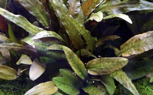 Plante aquarium - plante, d’aquarium