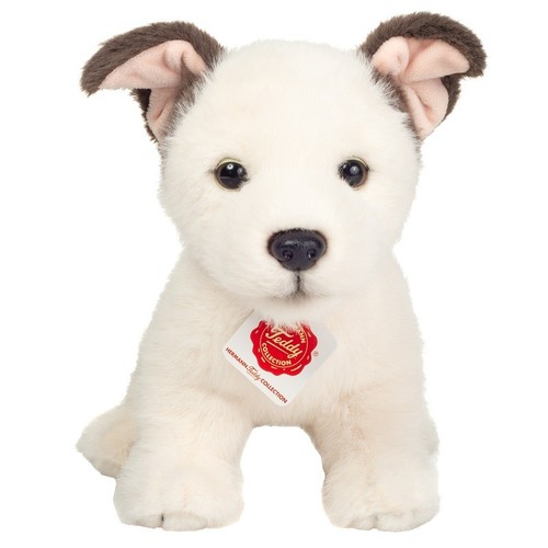 Russell puppy par teddy - russell,
