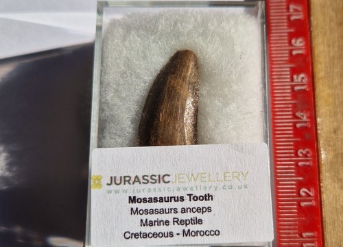 Dent fossil mosasaurus - mosasaurus,