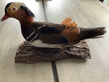taxidermie oiseaux :  CANARD