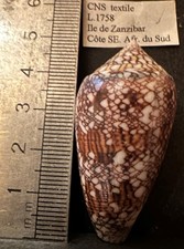 COLLECTION COQUILLAGES : CONUS TEXTILE