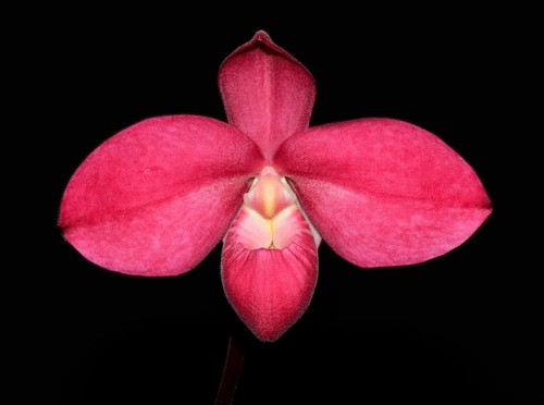 Phragmipedium tomodachi - phragmipedium,