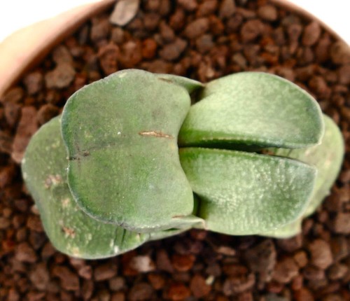 Gasteria dichotomic leaf - gasteria,