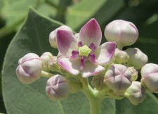 4 graines de POMMIER DE SODOME