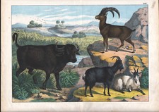 1886 Belle lithographie