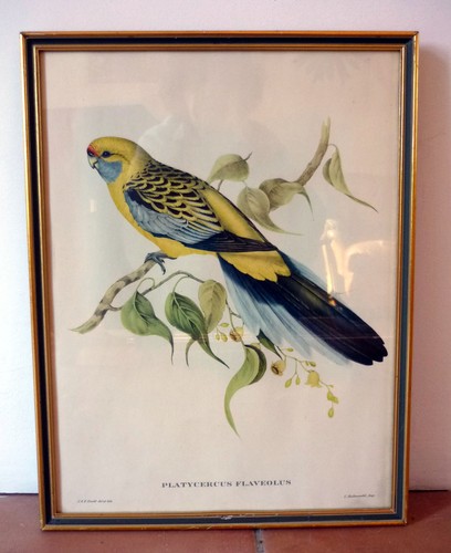 Gravure ancienne oiseau - gravure,