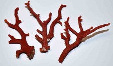 COQUILLAGES - CORAIL ROUGE DE